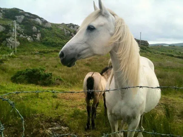 The Guest Wing At House